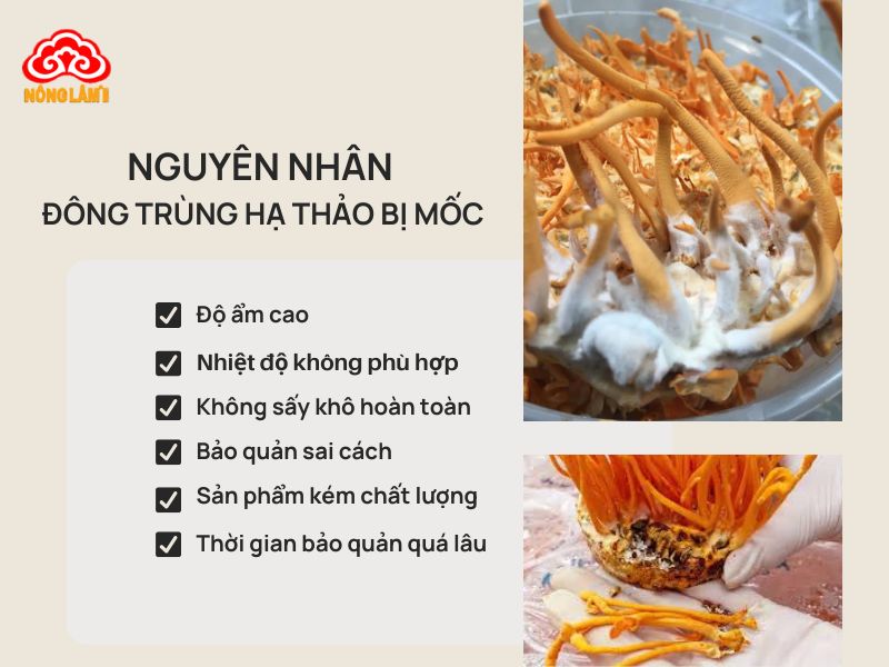 Đông Trùng Hạ Thảo Bị Mốc Có Sử Dụng Được Không? Xử Lý Như Thế Nào? 11 Nguyên nhân đông trùng hạ thảo bị mốc