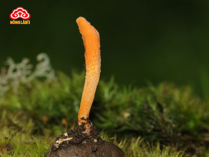 Đông Trùng Hạ Thảo Bị Mốc Có Sử Dụng Được Không? Xử Lý Như Thế Nào? 9 Đông trùng hạ thảo