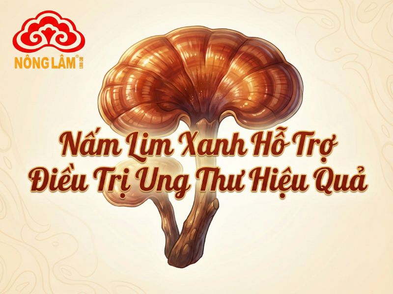 Nấm Lim Xanh Hỗ Trợ Điều Trị Loại Bệnh Ung Thư Nào? 6 Nấm lim xanh hỗ trợ điều trị ung thư hiệu quả