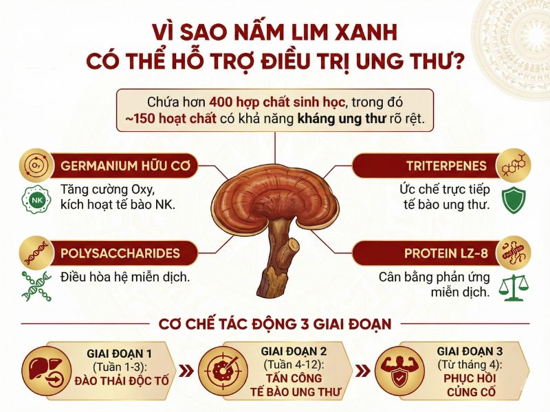 Nấm Lim Xanh Hỗ Trợ Điều Trị Loại Bệnh Ung Thư Nào? 8 Lý do nấm lim xanh hỗ trợ điều trị ung thư hiệu quẩ
