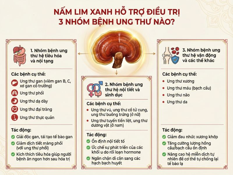 Nấm Lim Xanh Hỗ Trợ Điều Trị Loại Bệnh Ung Thư Nào? 7 Nấm lim xanh hỗ trợ điều trị 3 nhóm bệnh ung thư
