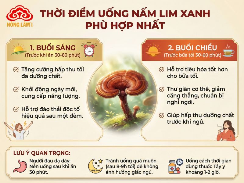Nấm Lim Xanh Hỗ Trợ Điều Trị Loại Bệnh Ung Thư Nào? 9 Thời điểm uống nấm lim xanh hiệu quả nhất