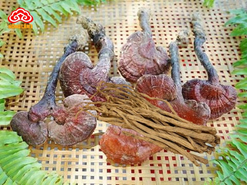 Cách Ngâm Rượu Nấm Lim Xanh Chuẩn, Tốt Cho Sức Khỏe 9 Ngâm rượu nấm lim xanh kết hợp đẳng sâm