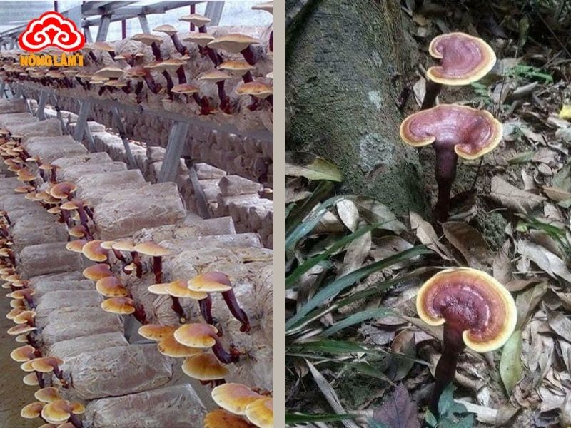 Hướng Dẫn Phân Biệt Nấm Lim Xanh Thật Giả 6 Nấm lim xanh có 2 loại phổ biến: nuôi trồng và tự nhiên