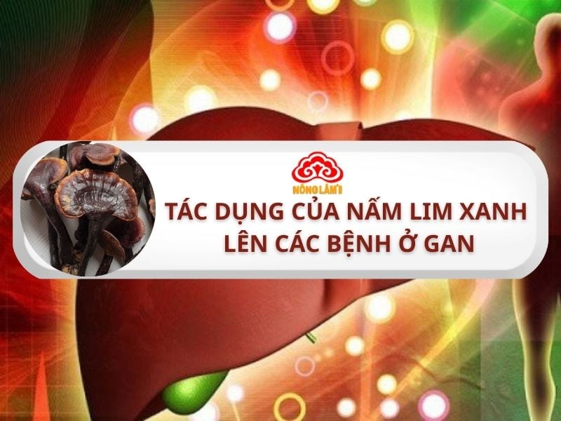 Nấm Lim Xanh Hỗ Trợ Điều Trị Các Bệnh Thường Gặp Ở Gan 6 Tác dụng của nấm lim xanh lên các bệnh thường gặp ở gan