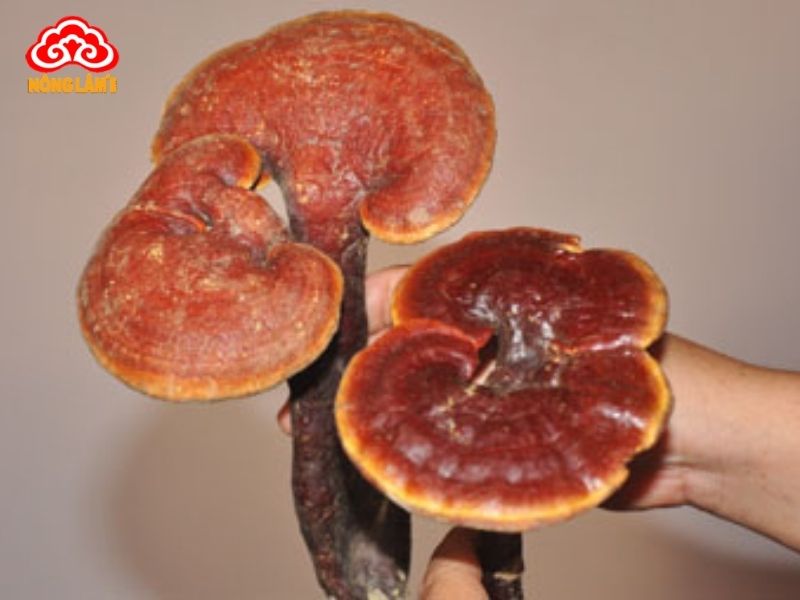 Hướng Dẫn Phân Biệt Nấm Lim Xanh Thật Giả 7 Hướng dẫn phân biệt nấm lim xanh thật, giả