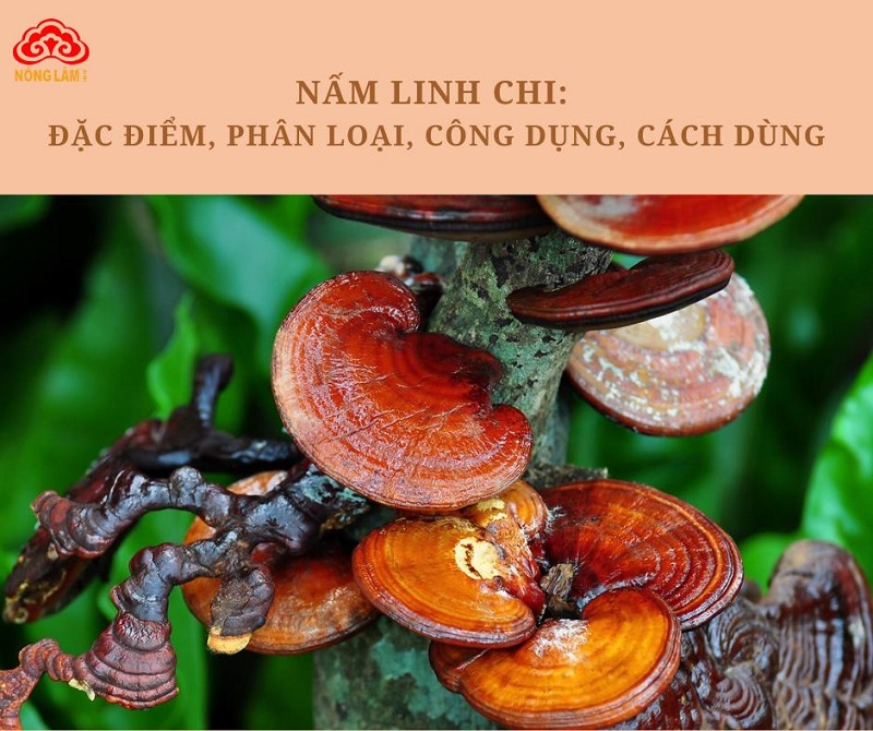 Nấm linh chi là gì