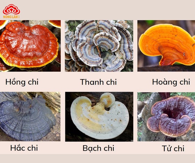 Nấm linh chi: đặc điểm, phân loại, công dụng & cách dùng 3