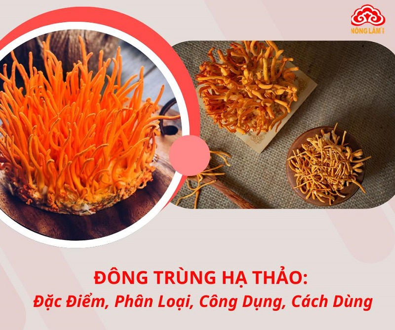 Đông trùng hạ thảo