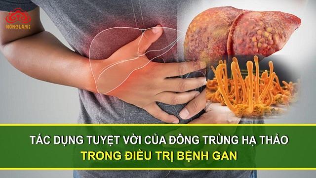 Đông trùng hạ thảo: đặc điểm, phân loại, công dụng, cách dùng 12