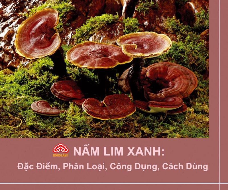 Nấm lim xanh là gì