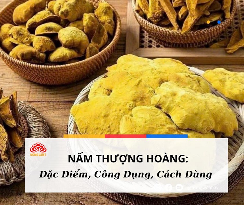 Nấm thượng hoàng