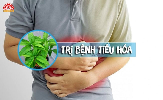 Cây hoàn ngọc hỗ trợ điều trị bệnh dạ dày