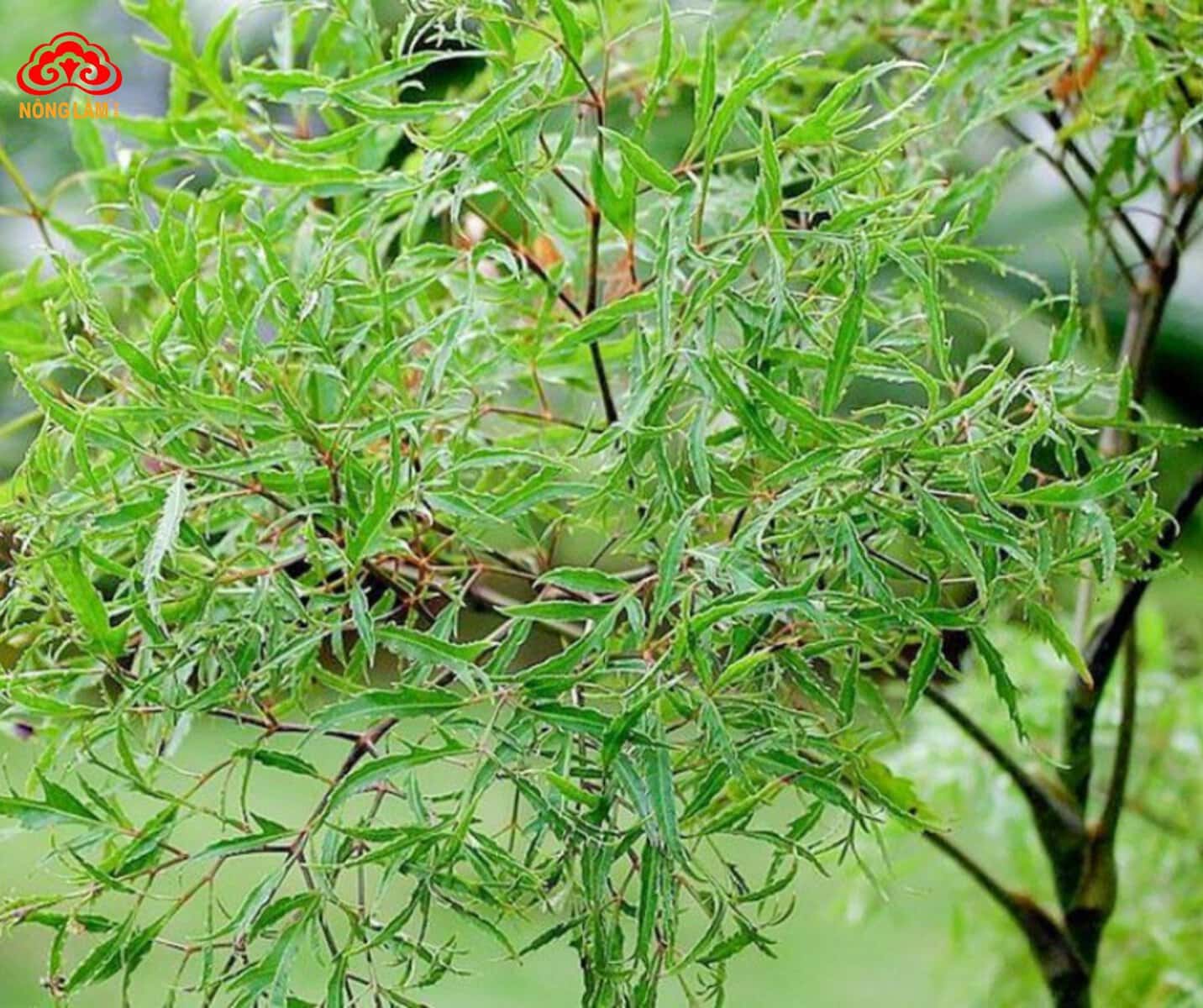 Đinh lăng là một loại cây thân thảo thuộc họ cuồng cuồng (araliaceae)