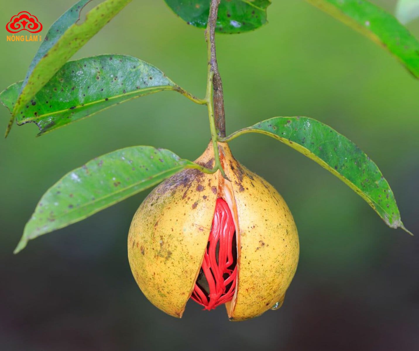 Nhục đậu khấu là hạt của cây đậu khấu, có vỏ cứng màu nâu, bên trong chứa nhân thơm cay