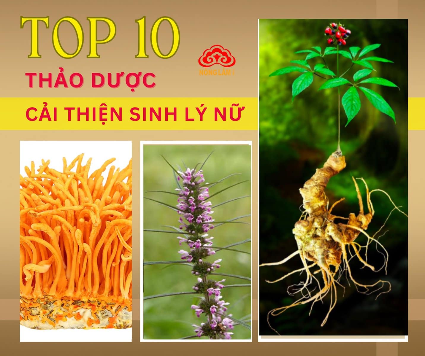 Những thảo dược giúp cải thiện sinh lý nữ