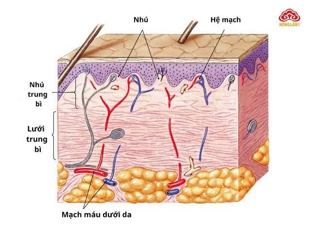 Top 10 Thảo Dược Giúp Đẹp Da, Chống Lão Hóa Hiệu Quả 4