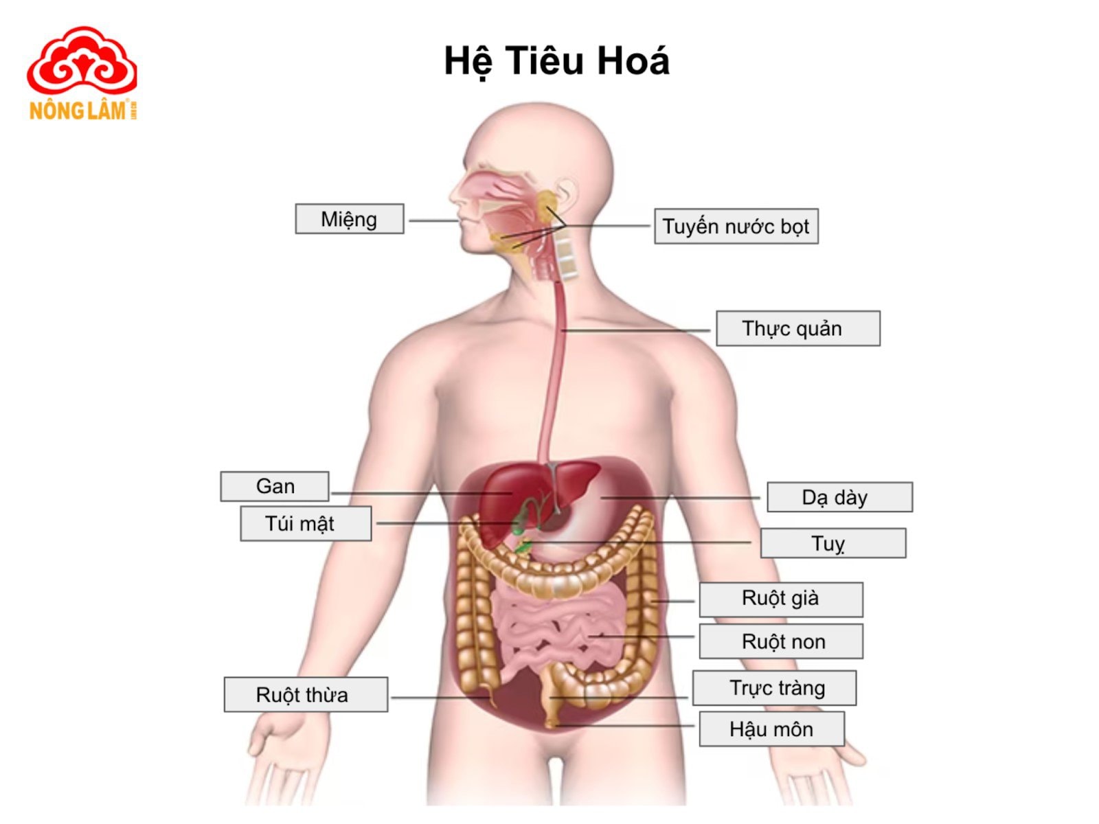 Hệ tiêu hóa