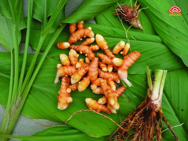 Nghệ tươi