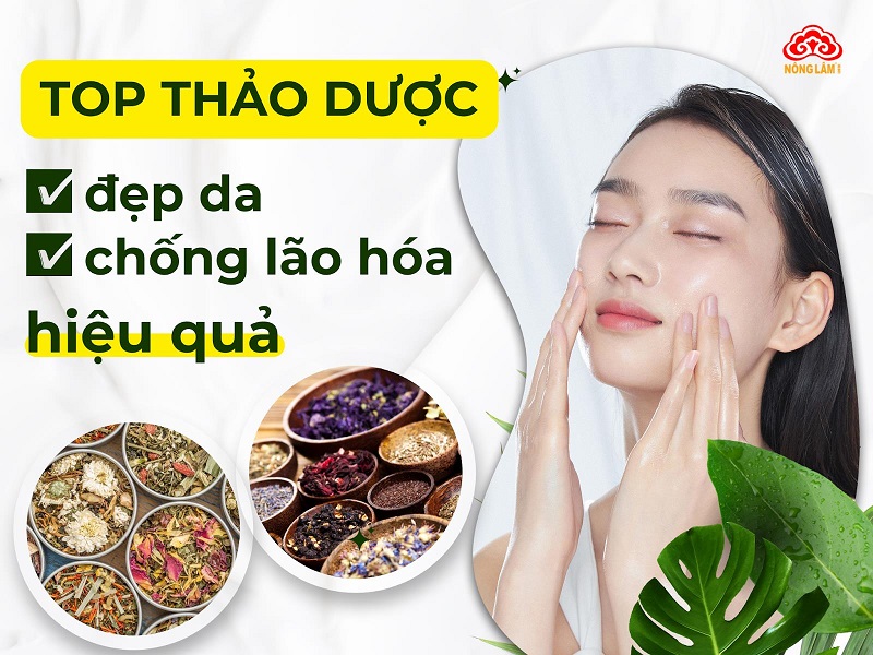 thảo dược chống lão hóa da