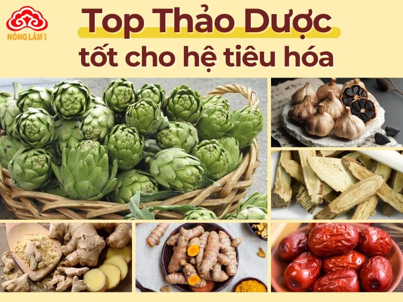 Top những thảo dược tốt cho hệ tiêu hóa