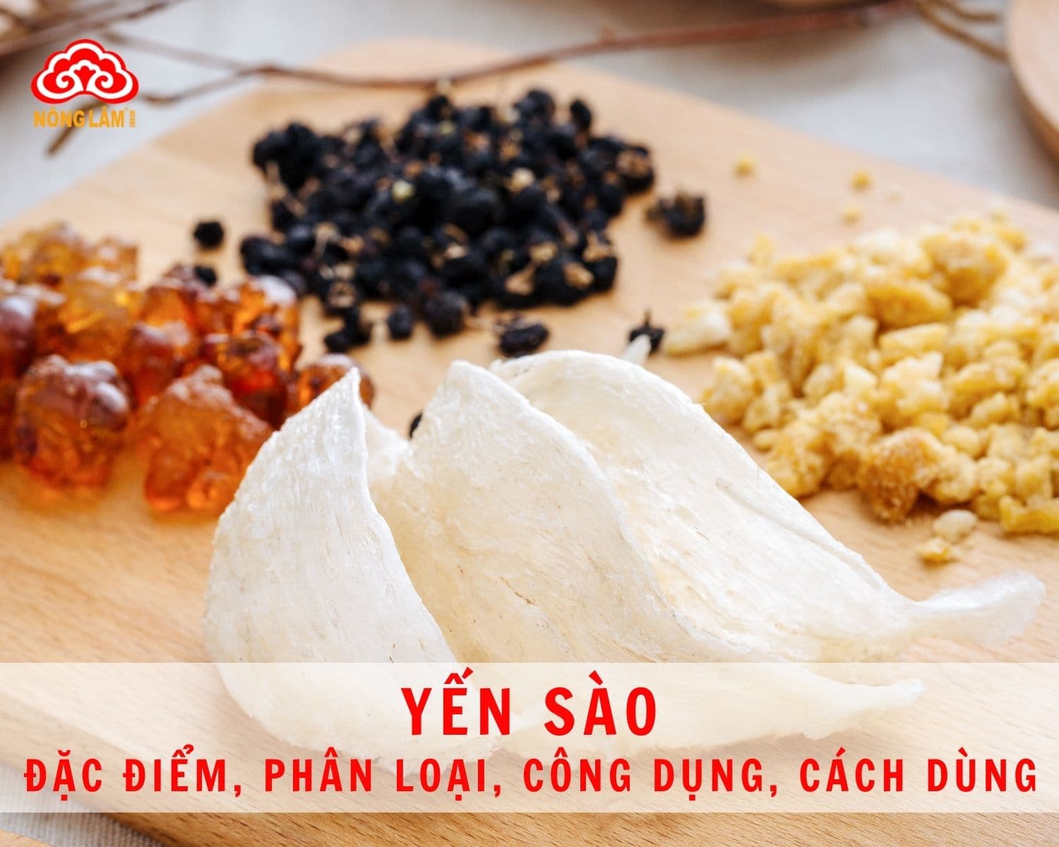 yến sào là gì