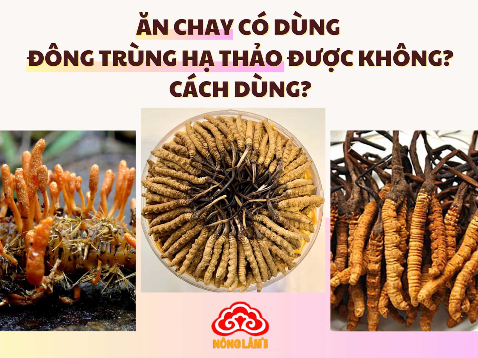 Ăn Chay Có Dùng Đông Trùng Hạ Thảo Được Không? Cách Dùng? 2