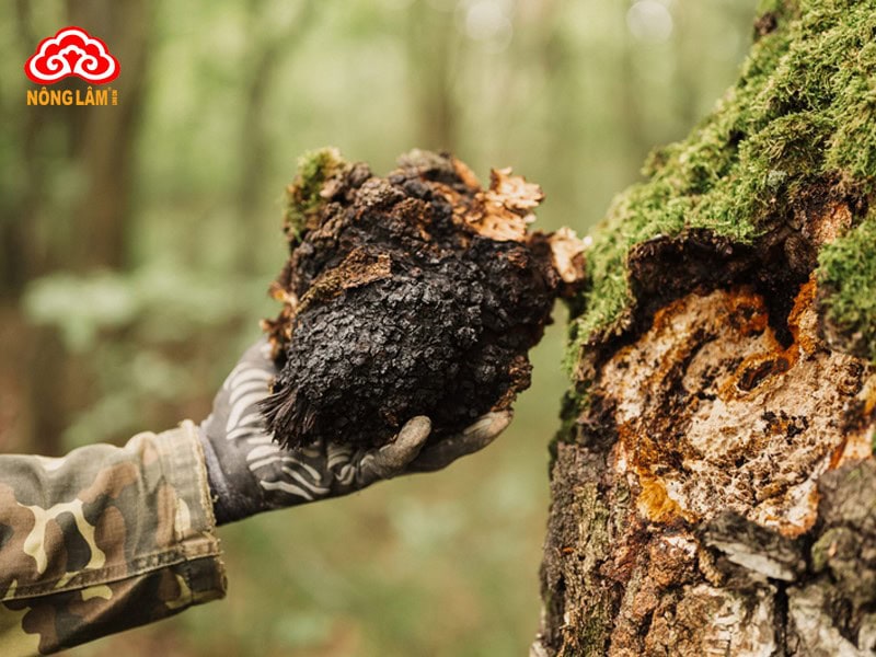 Nấm Chaga