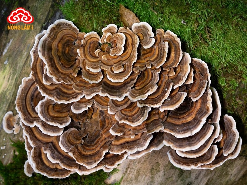 Nấm Vân Chi (Trametes versicolor)