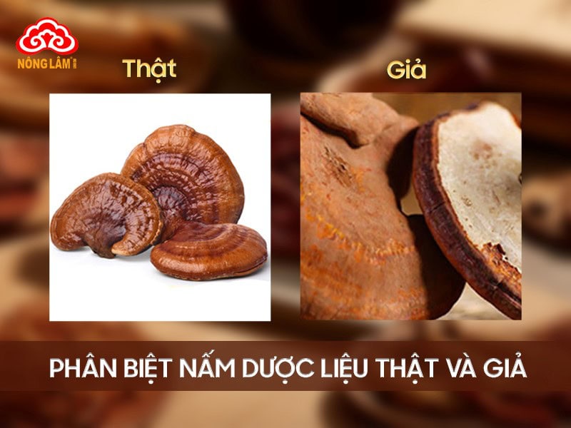 Phân biệt nấm dược liệu thật và giả