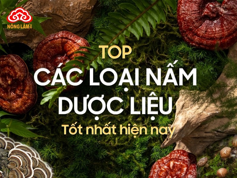 Top các loại nấm dược liệu tốt nhất hiện nay