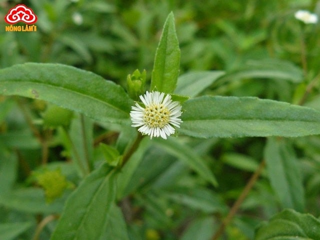 Cỏ mực (Eclipta prostrata)