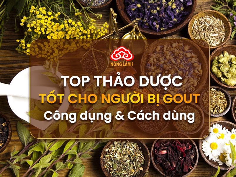 thảo dược cho người bị gout