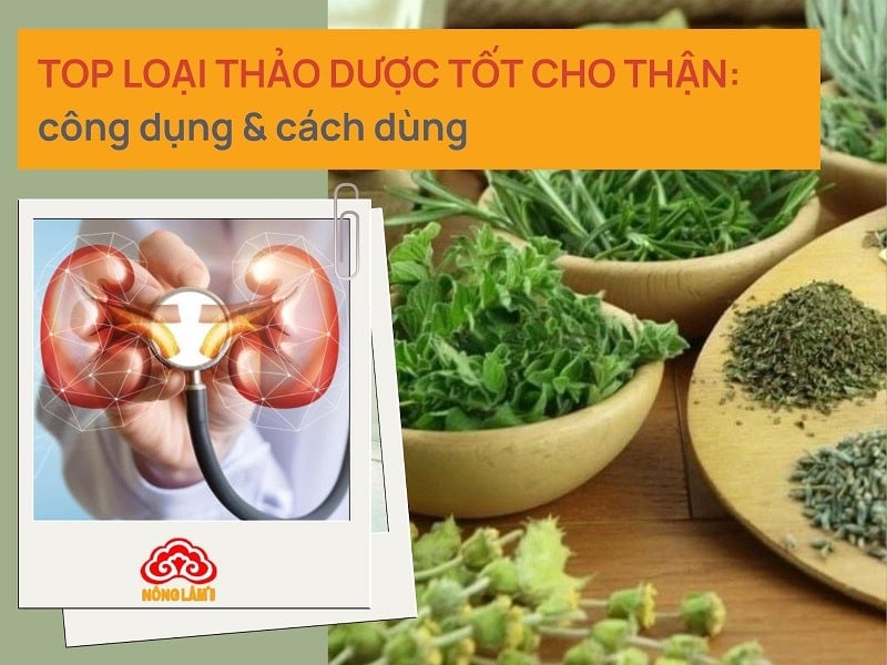 thảo dược tốt cho thận