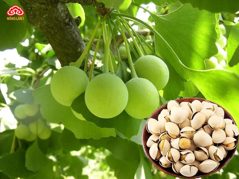 Bạch quả (Ginkgo biloba)