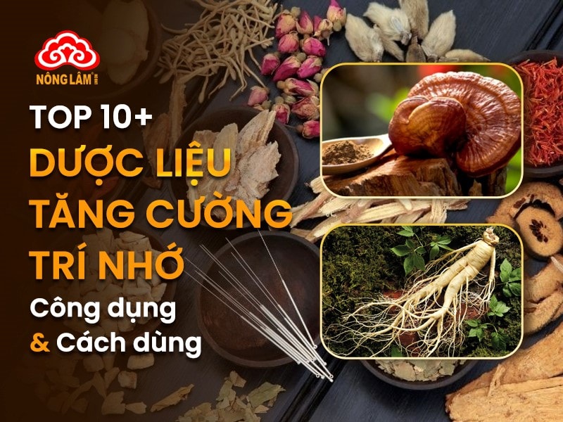 Dược liệu tăng cường trí nhớ hiệu quả