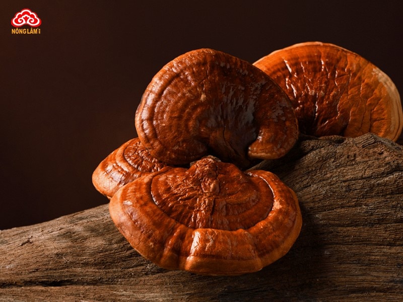 Nấm linh chi (Ganoderma lucidum)