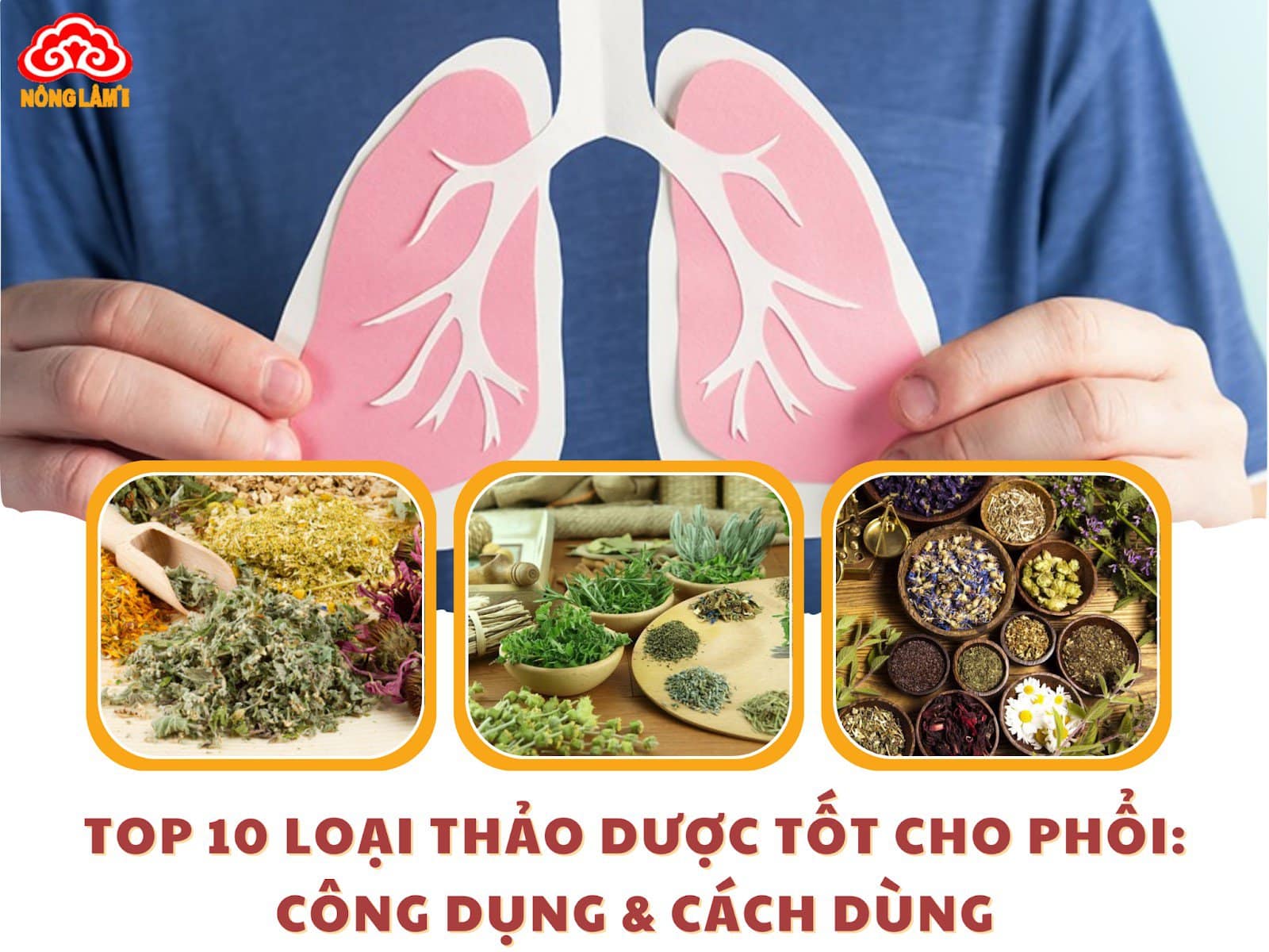 Những loại thảo dược tốt cho phổi