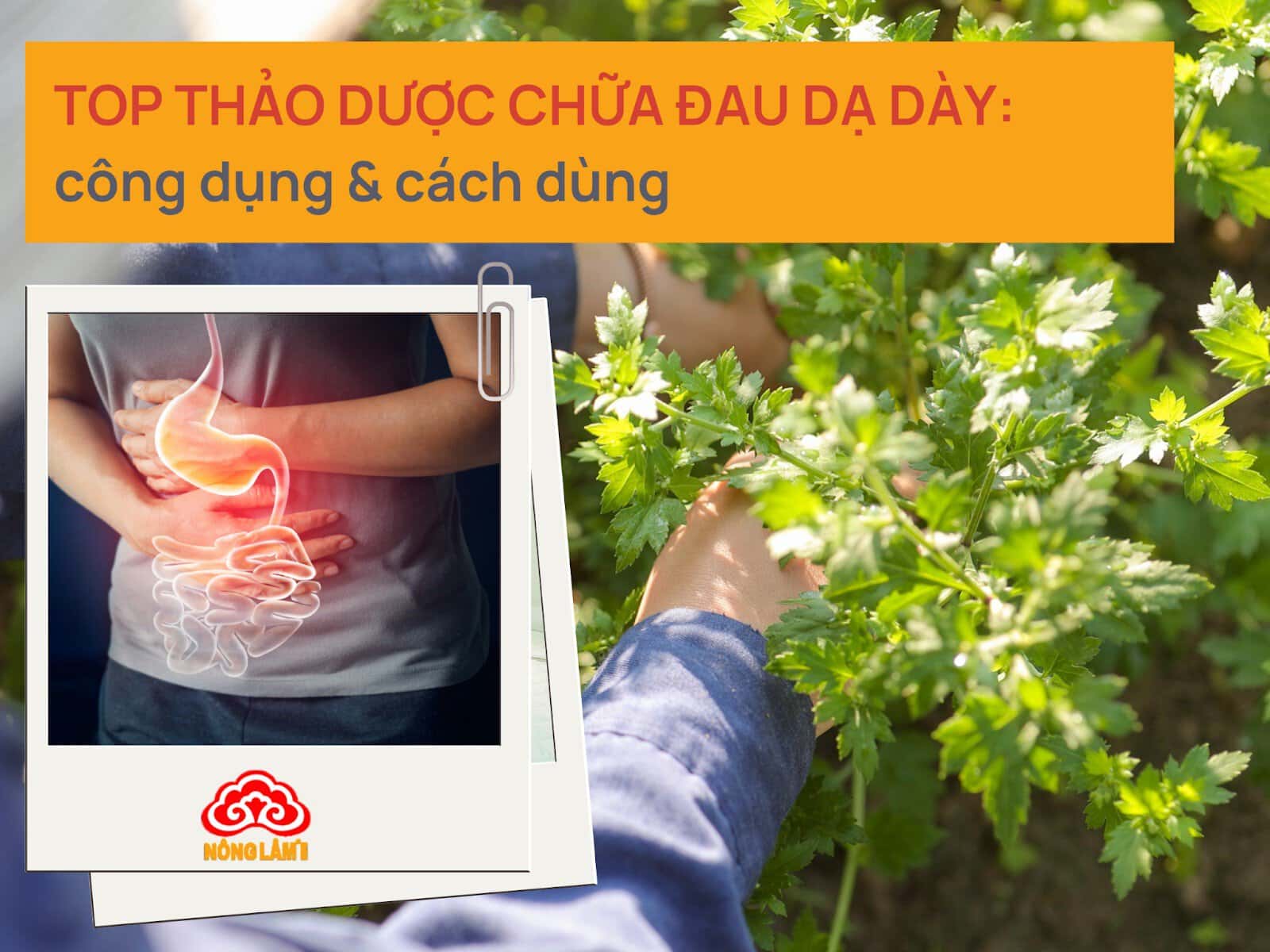 Các thảo dược chữa đau dạ dày hiệu quả: công dụng & cách dùng