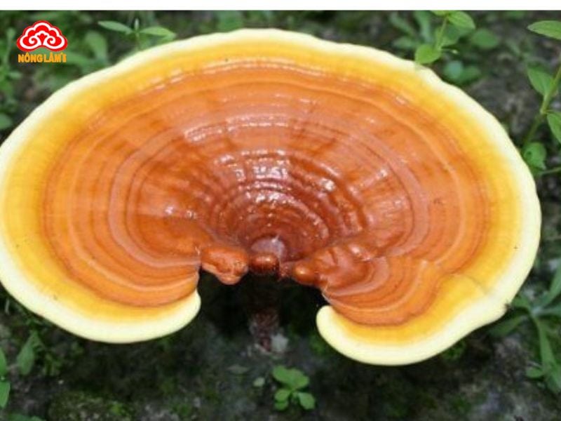 Nấm Linh Chi Có Mấy Loại? Loại Nào Tốt Nhất Hiện Nay? 16 Nấm linh chi vàng (Hoàng chi)