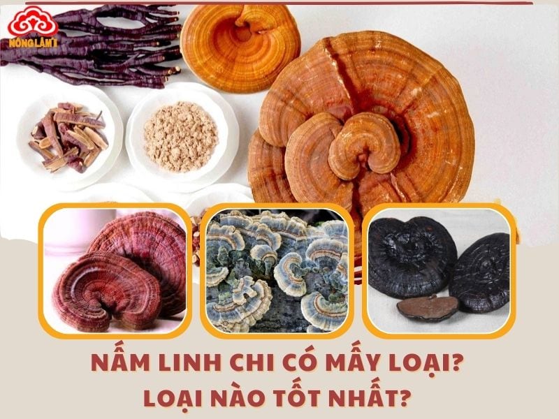 Nấm Linh Chi Có Mấy Loại? Loại Nào Tốt Nhất Hiện Nay? 13 Nấm linh chi có mấy loại? Loại nào tốt nhất