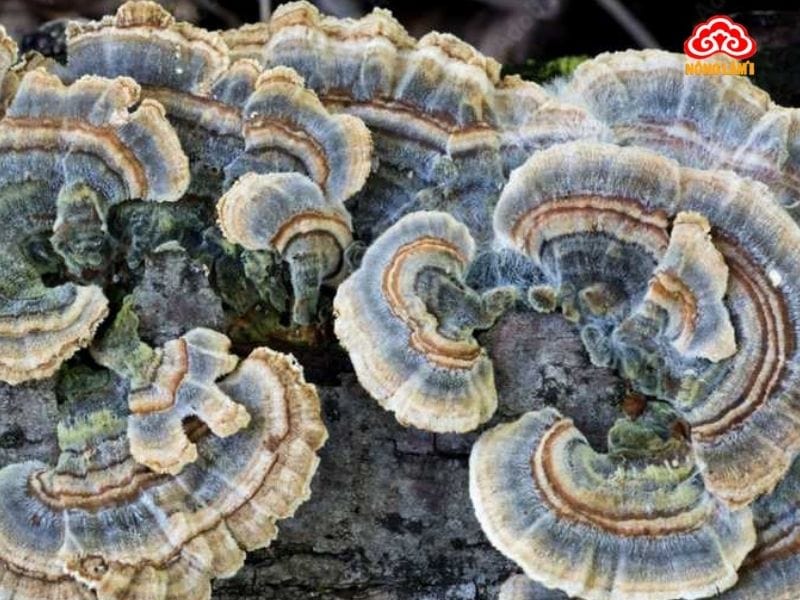 Nấm Linh Chi Có Mấy Loại? Loại Nào Tốt Nhất Hiện Nay? 19 Nấm linh chi xanh (Thanh chi)