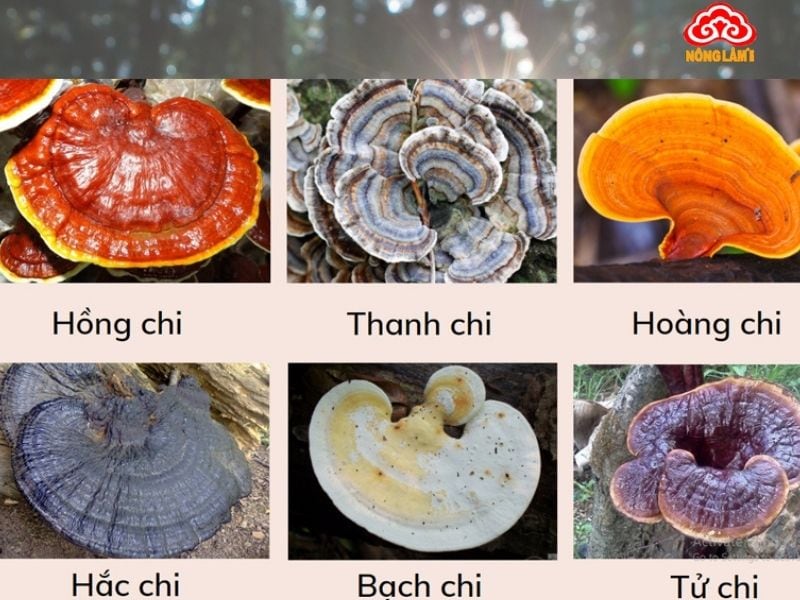 Nấm Linh Chi Có Mấy Loại? Loại Nào Tốt Nhất Hiện Nay? 14 Những loại nấm linh chi phổ biến hiện nay