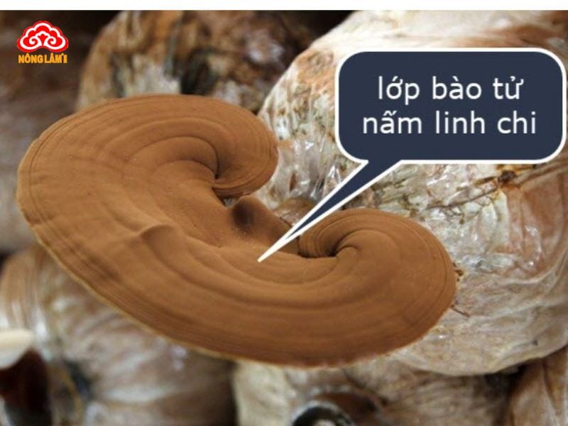 Nấm Linh Chi Có Mấy Loại? Loại Nào Tốt Nhất Hiện Nay? 23 Chọn nấm linh chi chất lượng