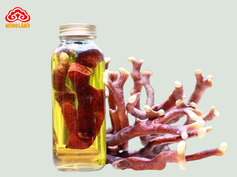 Top 10 Loại Rượu Ngâm Chữa Yếu Sinh Lý Hiệu Quả 22 Rượu lộc nhung