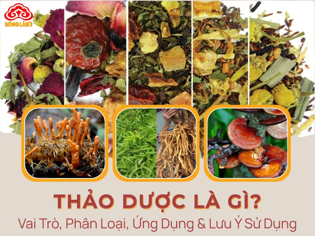 Thảo Dược Là Gì? Vai Trò, Phân Loại, Ứng Dụng & Lưu Ý Sử Dụng 10 Tìm hiểu về thảo dược