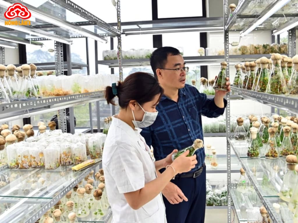 Thảo Dược Là Gì? Vai Trò, Phân Loại, Ứng Dụng & Lưu Ý Sử Dụng 17 Ứng dụng của thảo dược trong đời sống