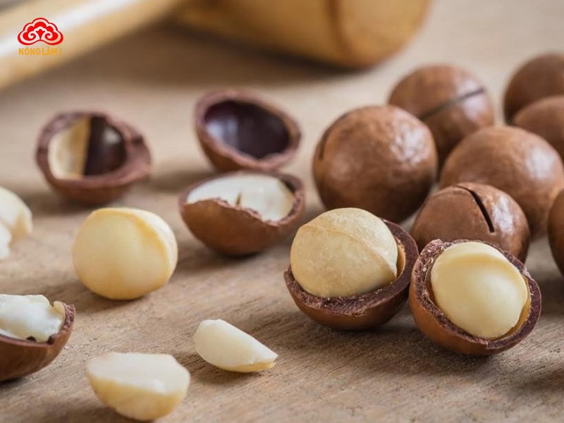 Top 9+ Loại Hạt, Quả Khô Tốt Cho Sức Khỏe Nên Ăn Hằng Ngày 23 Hạt mắc ca (macadamia)