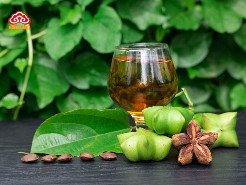 Dầu Sacha Inchi: Nguồn Gốc, Thành Phần, Công Dụng, Cách Dùng 10 Cây sacha inchi là loài thực vật bản địa của rừng nhiệt đới amazon