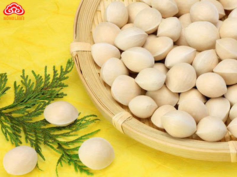 Top 9+ Thảo Dược Tốt Cho Người Già &Amp; Lưu Ý Sử Dụng 26 Bạch quả